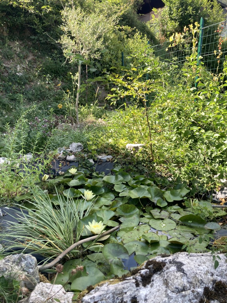 Seerosenblüten im Nordgarten der Casa del Lampone